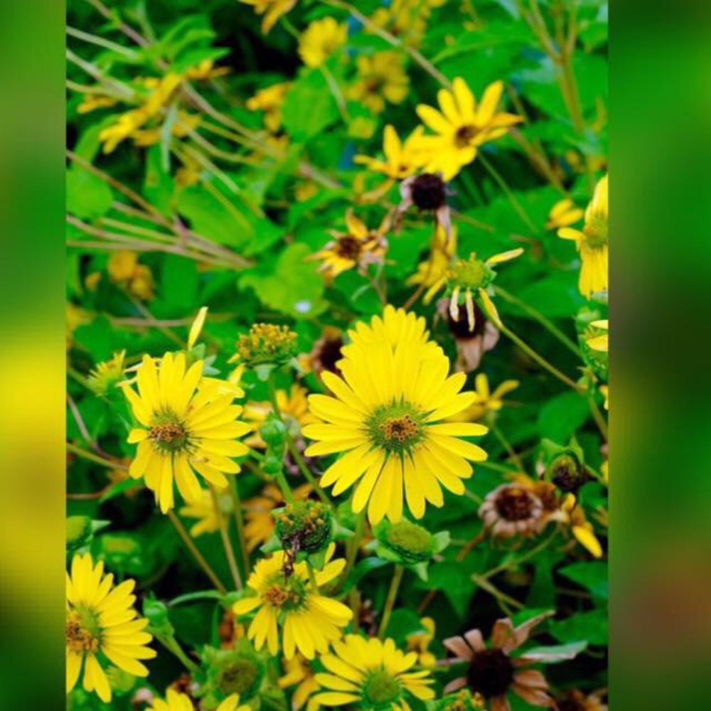 Meet your Posher, Sam