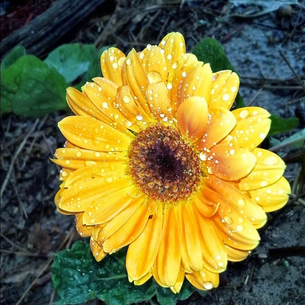 Meet your Posher, Tara