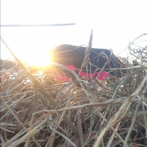 Meet your Posher, Rose