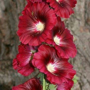 Meet your Posher, Ivan