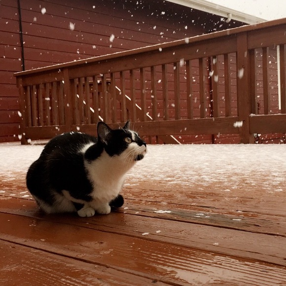 Meet your Posher, Alli - Picture 1 of 1