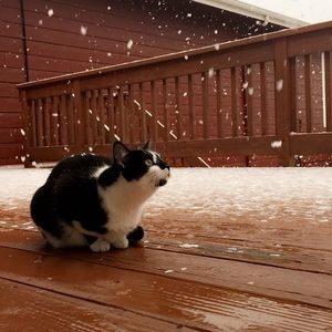 Meet your Posher, Alli