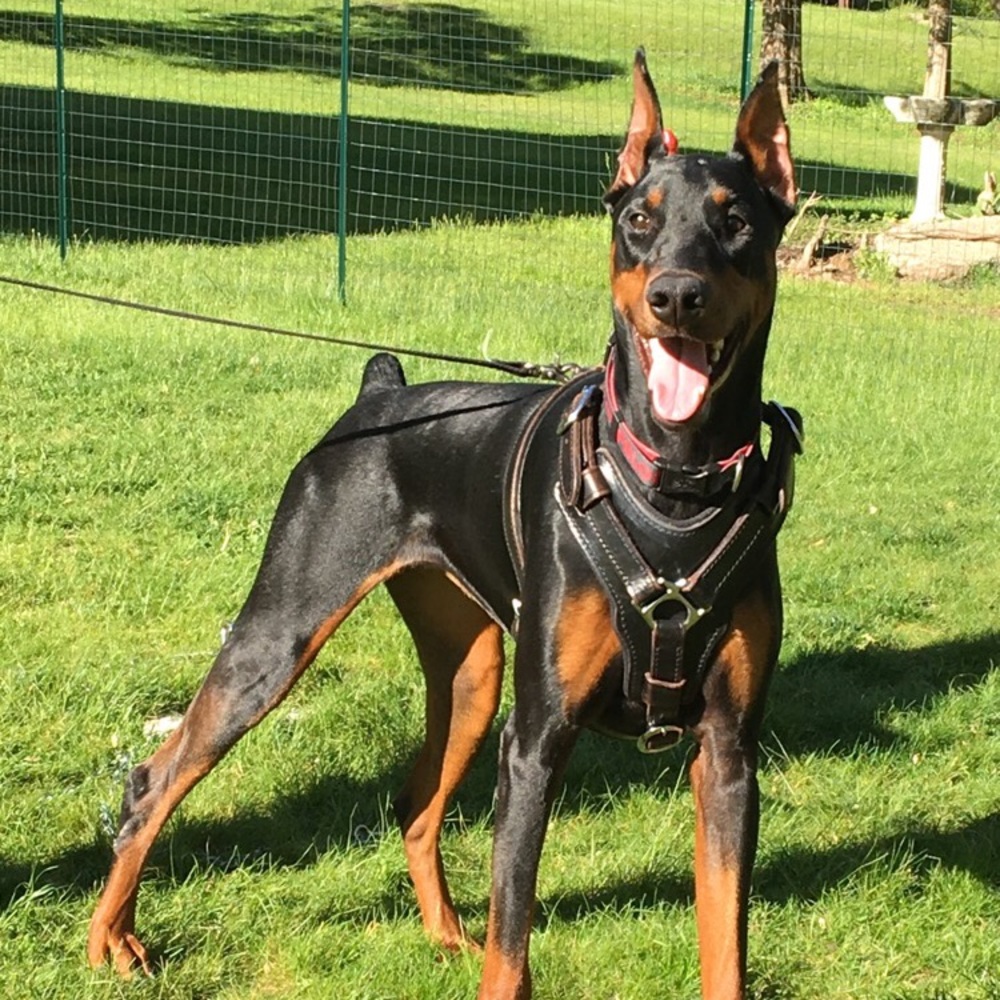 Meet your Posher, Andrea