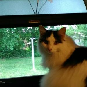 Meet your Posher, Priscilla