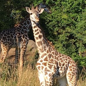 Meet your Posher, Oscar