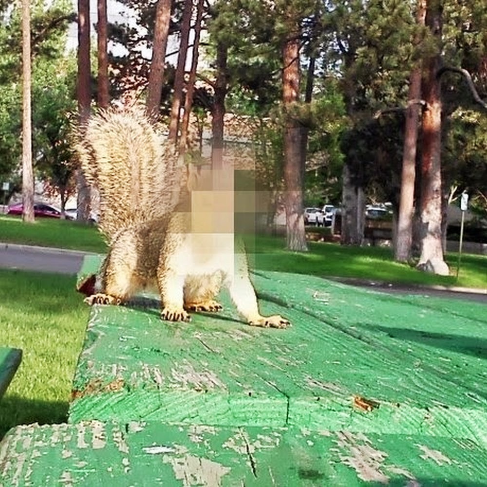 Meet your Posher, Rusty