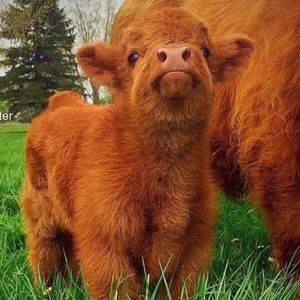 Meet your Posher, Hena