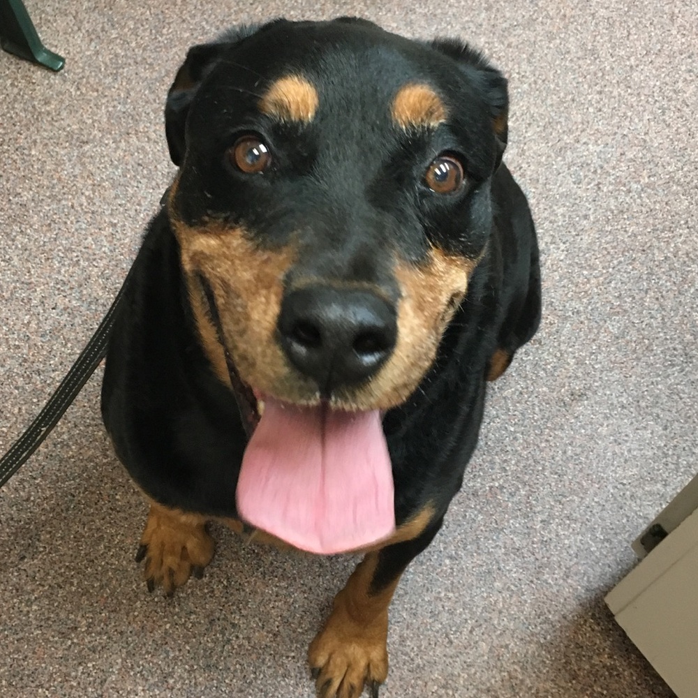 Meet Drover. No worries he's outdoors no pet hair