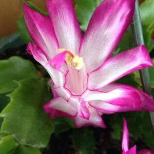 Meet your Posher, Linh lam