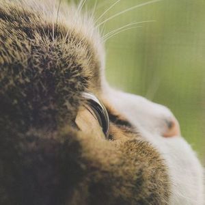 Meet your Posher, Xiao