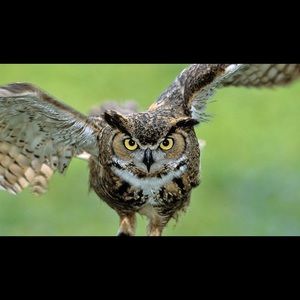 Meet your Posher, Roberto