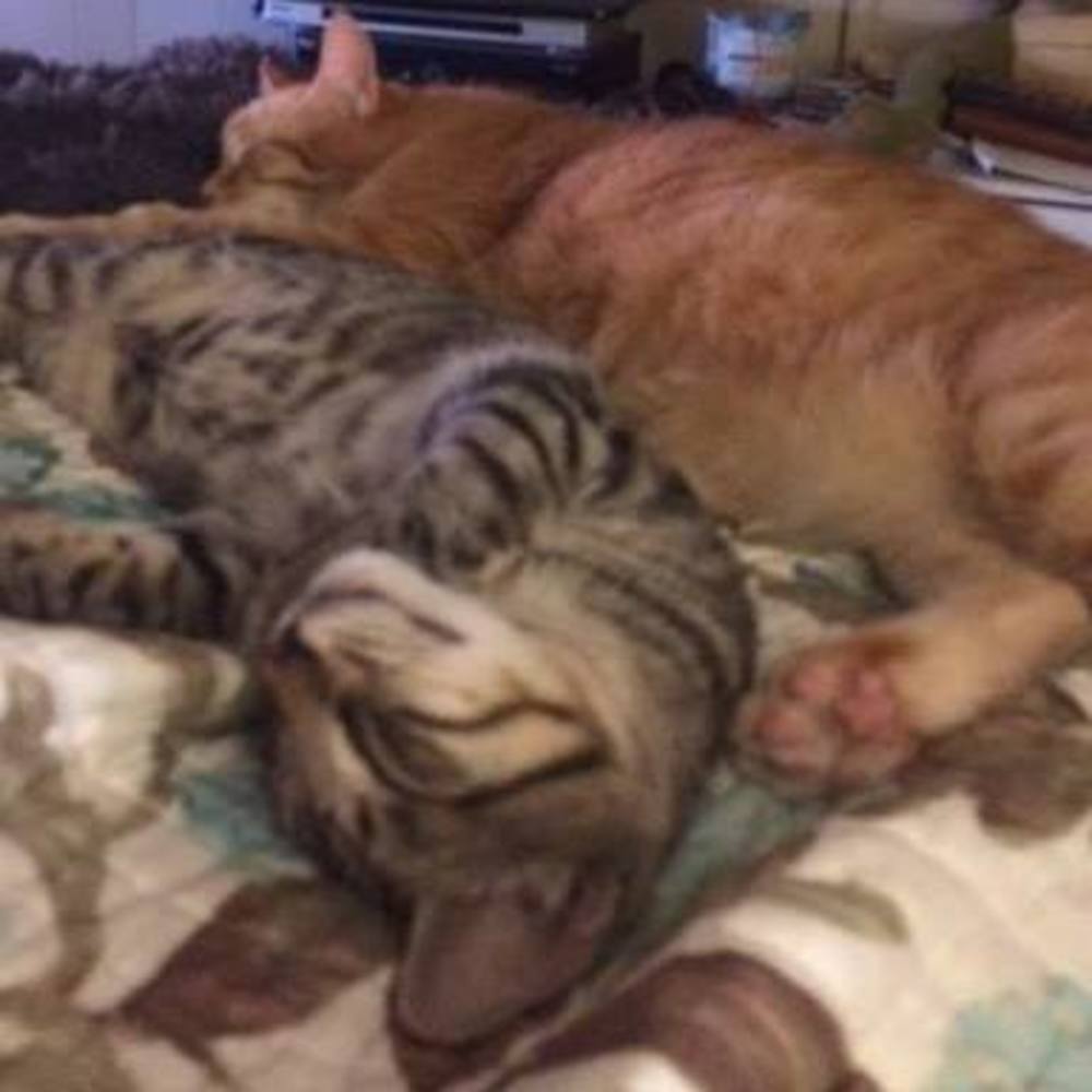 Meet your Posher, Rose