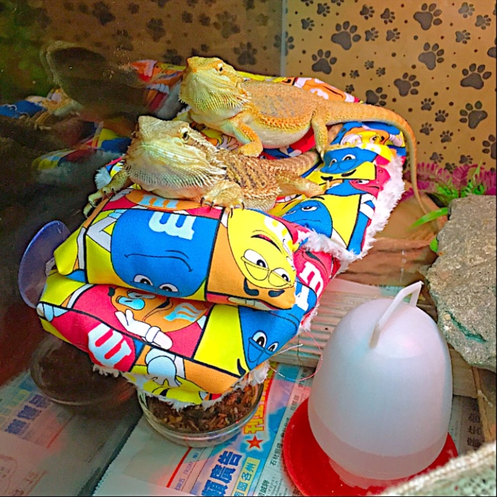 M&M BEARDED DRAGON ATTACHABLE RESTING BED COVERS