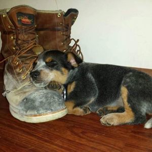 Meet your Posher, Lori