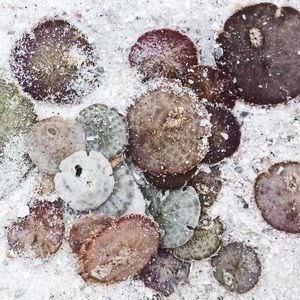 Meet your Posher, Alicia