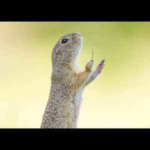 Meet your Posher, Ton