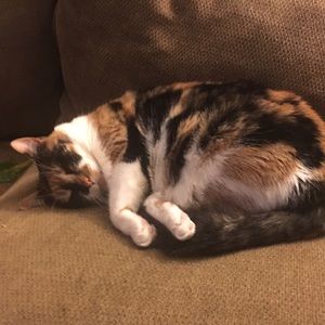 Meet your Posher, Brianna