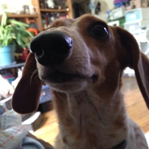 Meet your Posher, Rose - Picture 2 of 3