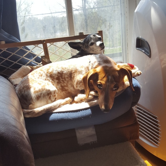 Meet your Posher, Rose - Picture 3 of 3