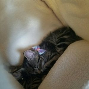 Meet your Posher, Eve