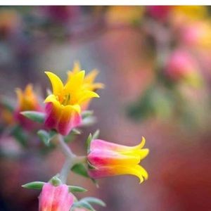 Meet your Posher, Thuy