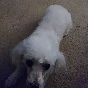 Meet your Posher, Grace