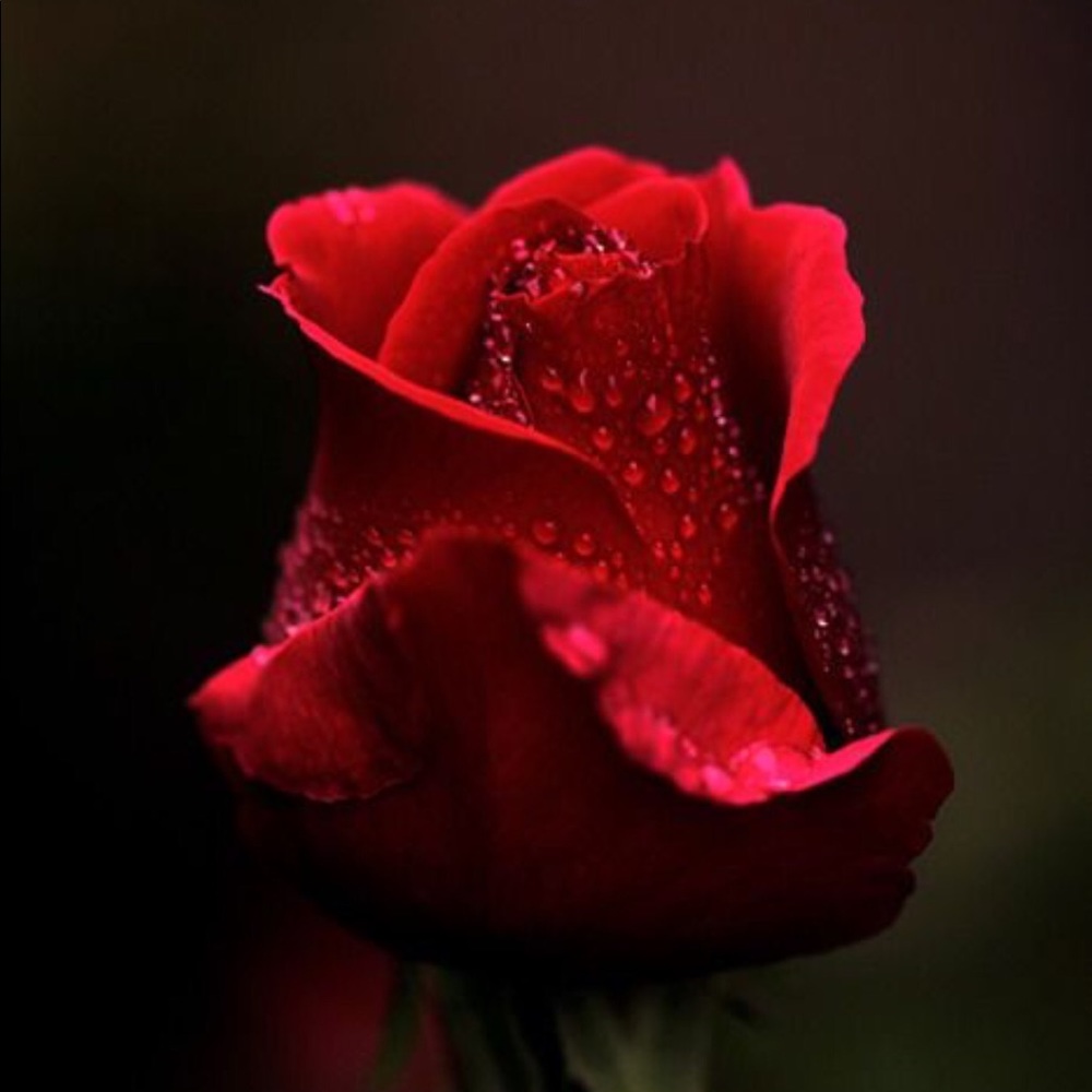 Meet your Posher, Aracely