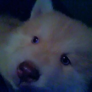 Meet your Posher, Emilio