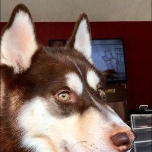 Meet your Posher, Molly