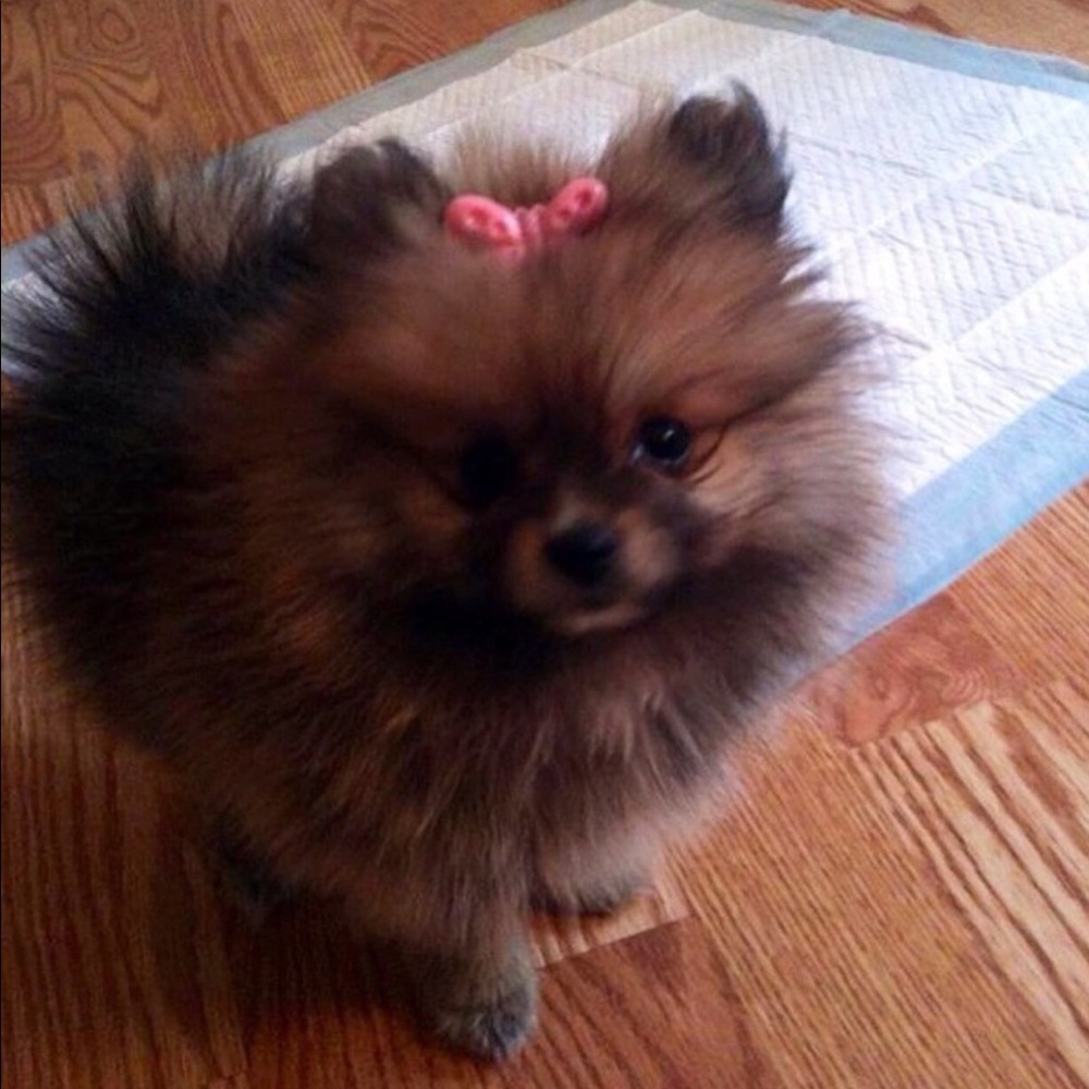 Meet your Posher, Jessica