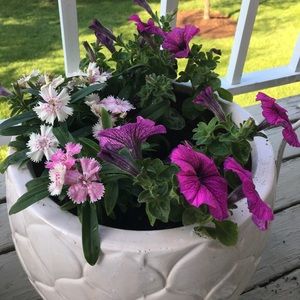 Meet your Posher Petunia!