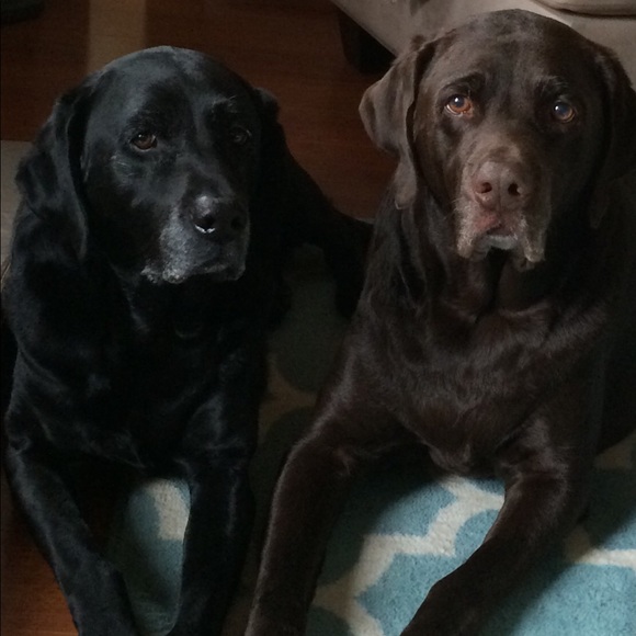 Meet your Posher, Debbie - Picture 2 of 8