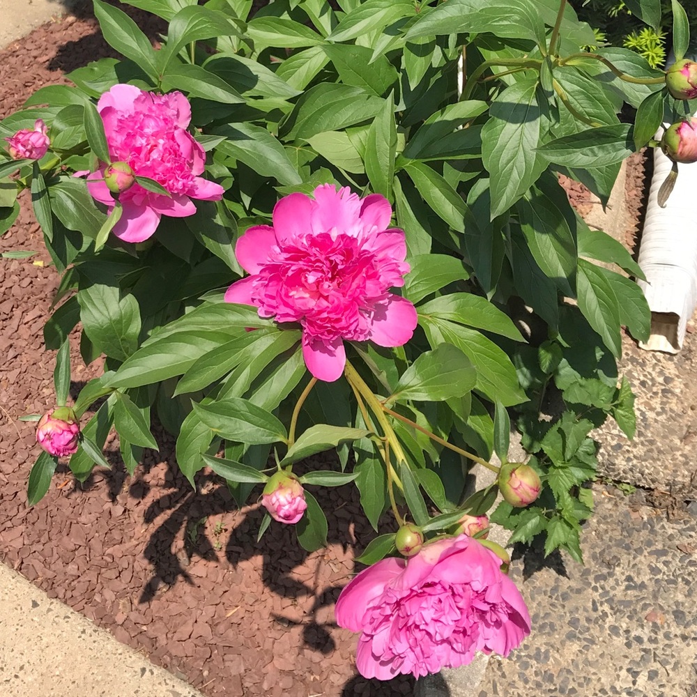 Meet your Posher, Iren