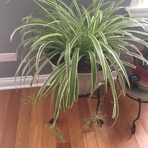 Meet your Posher, Aurea