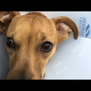 Meet your Posher, Stacey