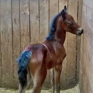 Meet your Posher, Frieda