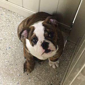 Meet your Posher, Gunner