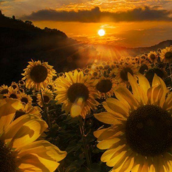 Meet your Posher, Dawn - Picture 1 of 1