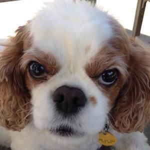 Meet your Posher, Sung