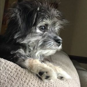 Meet your Posher, Sophie