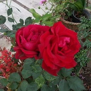 Meet your Posher, Sonia