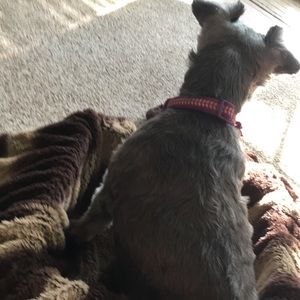 Meet your Posher, Alice