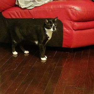 Meet your Posher, Shakira