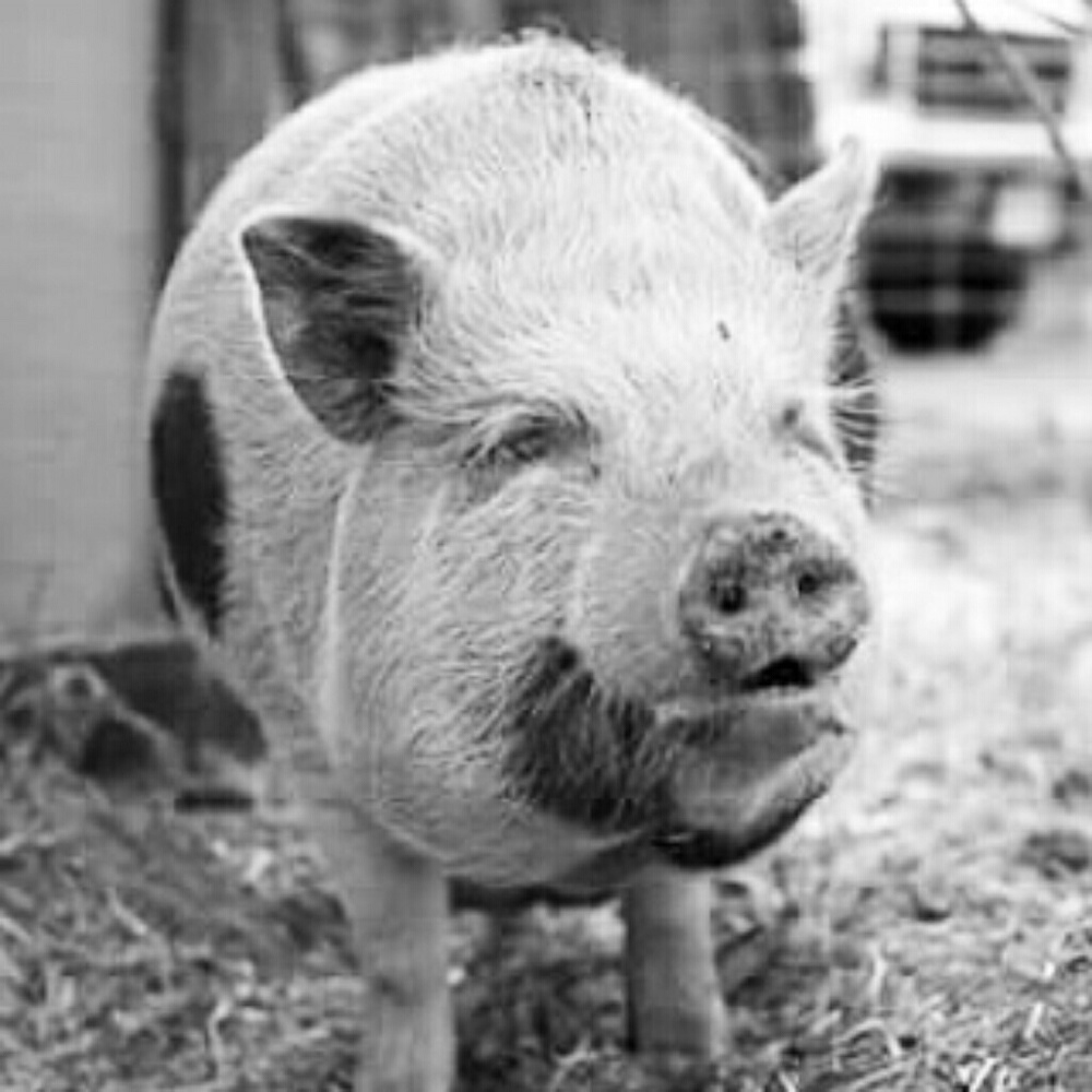 Meet your Posher, Zoe