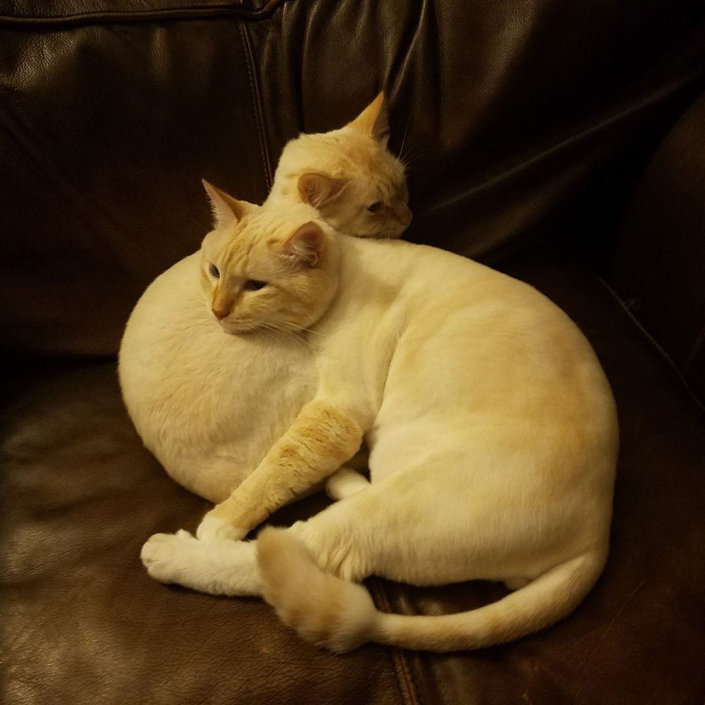 Meet your Posher, Mainon