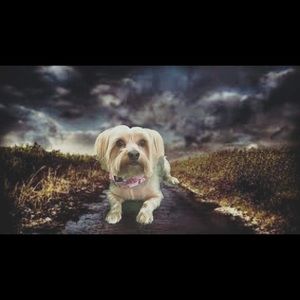 Meet your Posher, Tammy