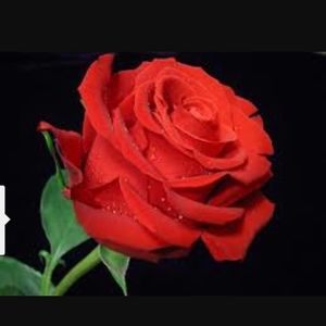 Meet your Posher, Adrian