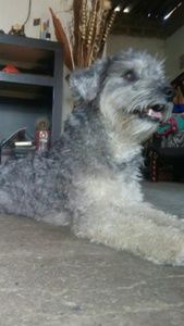 Meet your Posher, Daisy