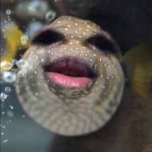 Meet your Posher, Oumar