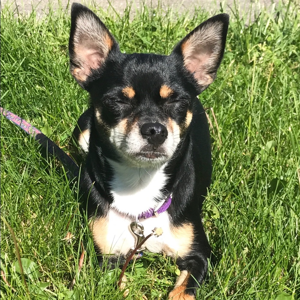 Meet your Posher, Ginger